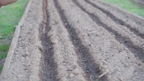 Hand planting onion sets into prepared garden bed close-up Stock-Footage 340752997
