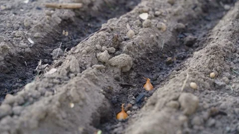 Hand planting onion sets into prepared moist garden soil close-up Stock Footage 341406655