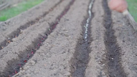 Hand planting onion sets into prepared moist garden soil close-up Stock Footage 341406675