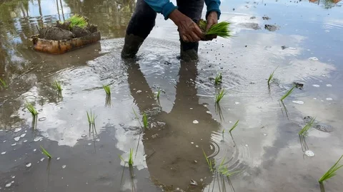 Hand planting rice 库存影片 125970570