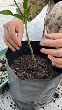 A hand is planting a tree in a pot 写真素材