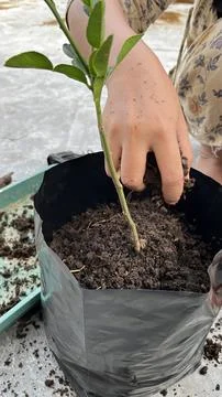 A hand is planting a tree in a pot 写真素材