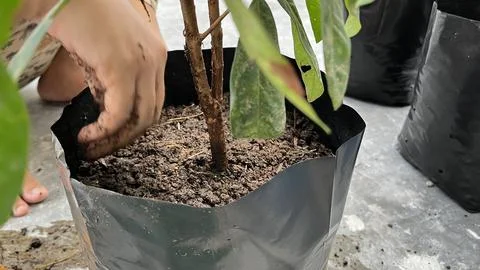 A hand is planting a tree in a pot 写真素材