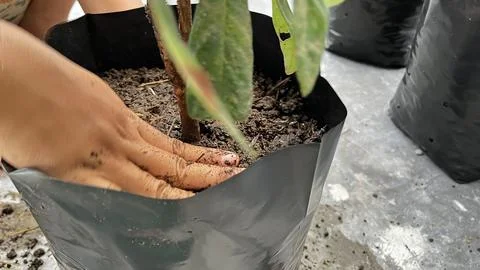 A hand is planting a tree in a pot 写真素材