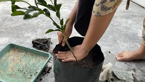 A hand is planting a tree in a pot Stock Photos