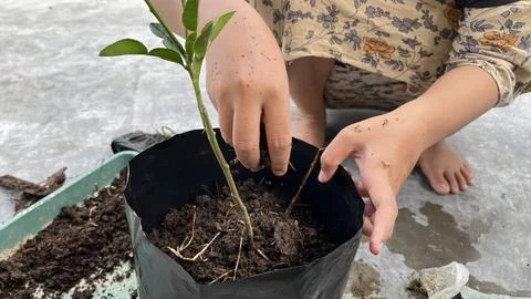 A hand is planting a tree in a pot 写真素材