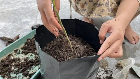 A hand is planting a tree in a pot 写真素材