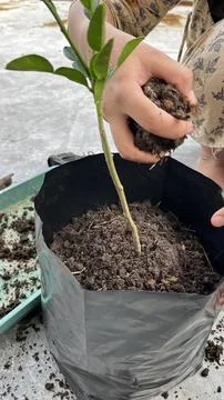 A hand is planting a tree in a pot 写真素材