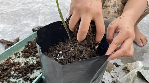 A hand is planting a tree in a pot 写真素材
