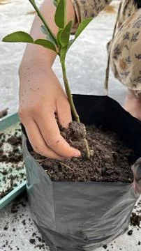 A hand is planting a tree in a pot Stock Photos
