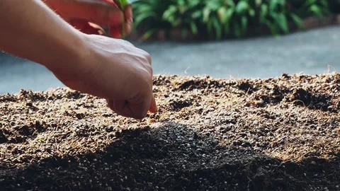 Hand planting tree sprouts into the soil. Stock Footage 147176273