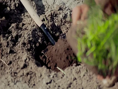 Hand planting young tree Stock Footage 69854296