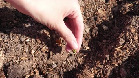 Hand plants seeds Stock Footage 181046840