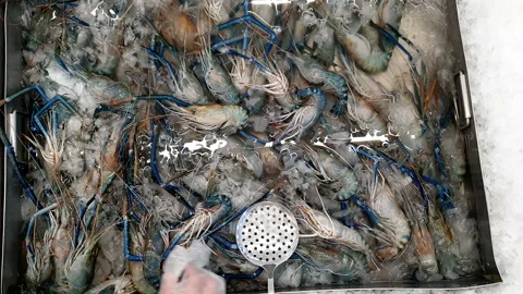 Hand plastic glove select fresh river prawn in ice tray supermarket food sect Stock Footage 197069473