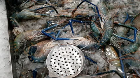 Hand with plastic glove select river prawn from freezer tray fresh seafood se Stock Footage 197069555