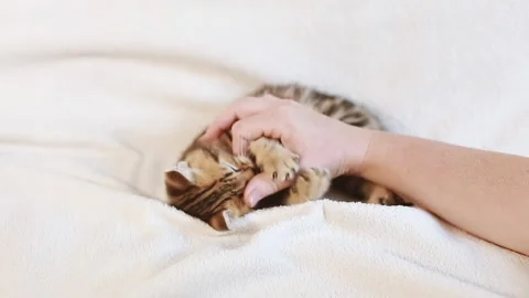The hand plays with the kitten Stock-Footage 159282913