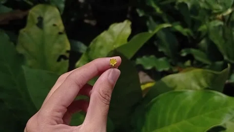 Hand plays a small flower Stock Footage 136940816