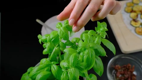 Hand Plucking Basil Leaves Cooking Kitchen Stock Footage 341452515