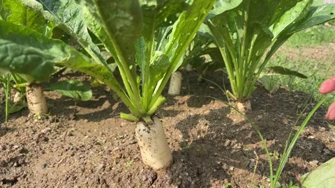 Hand Plucking Daikon White Radish Raphanus Sativus Leaves In Garden Stock Footage 333569060