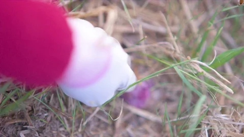 Hand plucking garlic from ground Video stock 76137143