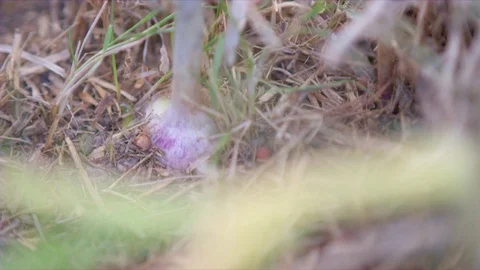 Hand plucking garlic from ground Stock Footage 76137299