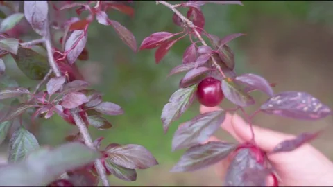 Hand plucking plums from the tree branch Vídeos de archivo 76198729