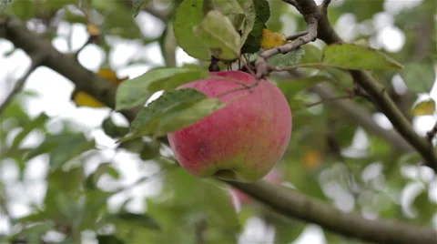 Hand plucks the apple Vidéo 68086372