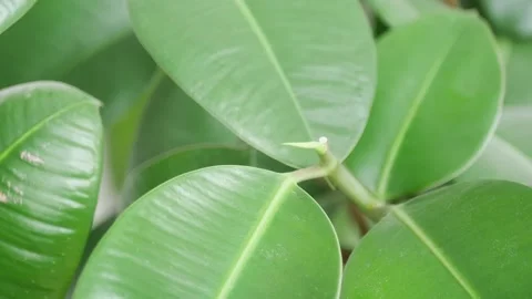 Hand plucks a bad dry leaf from a home flower philodendron climbing 库存影片 222352441