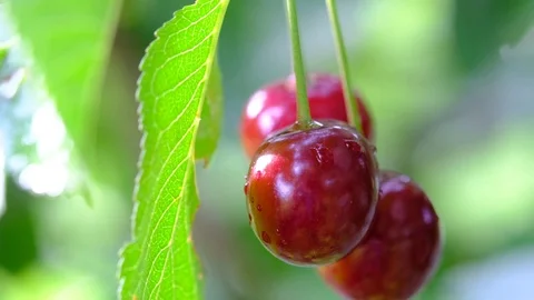 Hand plucks cherries Stock Footage 112785624