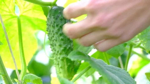 Hand plucks a cucumber Stock Footage 112783262