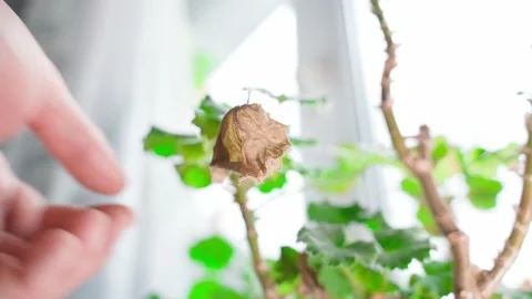 A hand plucks a dry leaf from a room geranium close-up against a window Stock Footage 198379989