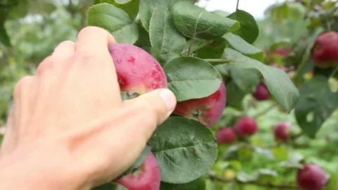 Hand plucks fresh ripe red apple from branch, first person view, fruits harvest Video stock 160052945