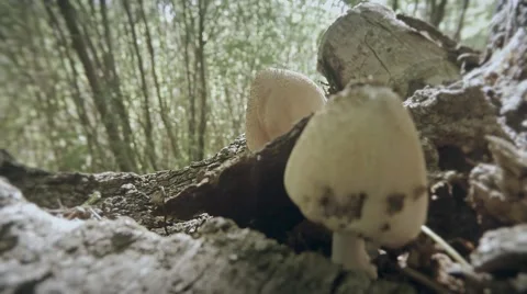 Hand plucks the mushroom greasers thickets of dry grass close up Stock Footage 51645944