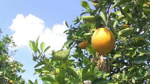 Hand plucks an orange Stock Footage 48559544
