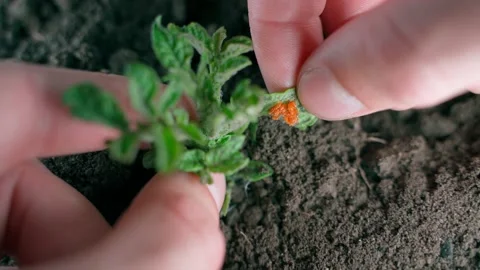 Hand plucks potato leaf with egg-laying Colorado potato beetle close-up Stock Footage 204027249