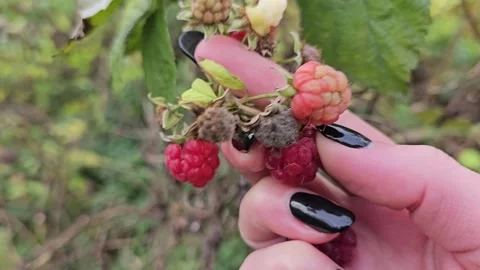 Hand plucks raspberries Vídeos de archivo 301993139