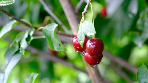 Hand plucks ripe cherries Stock Footage 112785584