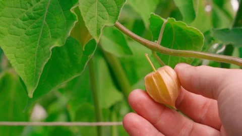 A hand plucks a ripe physalis close-up. Growing physalis at home Stock Footage 286309077