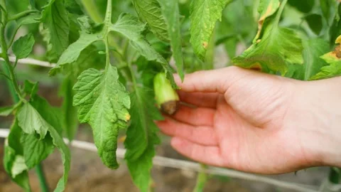 A hand plucks a rotten tomato on a vegetable garden bed, close-up. Disease of Stock Footage 314632850