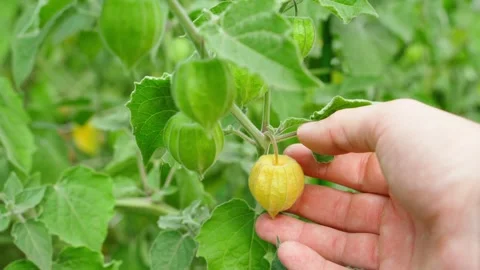 A hand plucks a yellow physalis fruit close-up in a vegetable garden Stock Footage 285820146