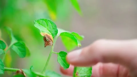 A hand plucks a yellowed leaf of a tomato close-up on a blurred background Stock Footage 207621668