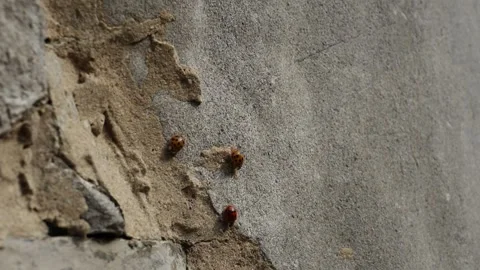 Hand Pointing at Bugs on Wall Stock Footage 262220801