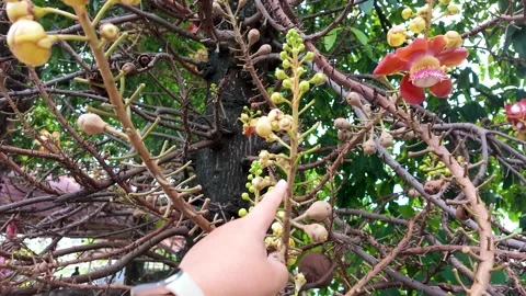 Hand Pointing to Cannonball Tree Flowers and Buds in Tropical Garden Stock Footage 339514121