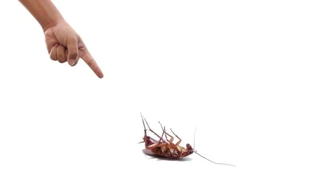 Hand pointing cockroach on isolated Video stock 81522511