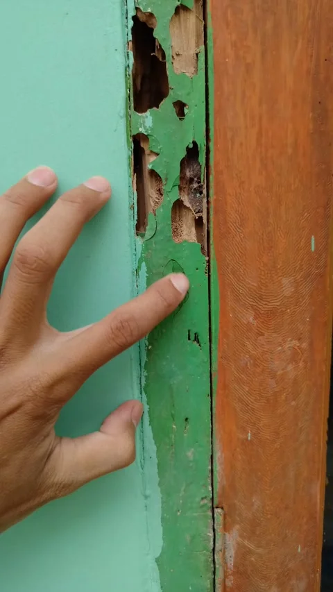 Hand pointing at severe termite damage Vidéo 333182963