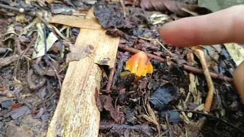 Hand Pointing at Tiny Orange Mushroom on Tropical Rainforest Floor | Macro Close Vídeos de archivo 335583010