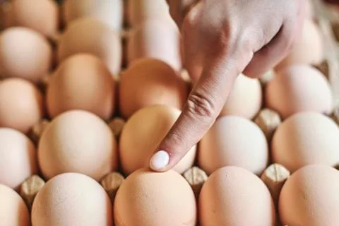 Hand points to egg. Gender or Sex selection Stock Photos