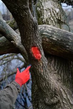 The hand points to a red mark on an old tree.Red mark on the tree. Marked tre Stock Photos
