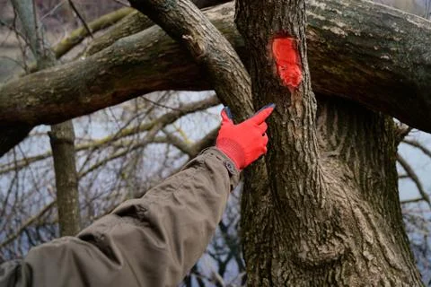 The hand points to a red mark on an old tree.Red mark on the tree. Marked tre Stock Photos