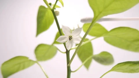 Hand pollinating a bell pepper plant using a cotton bud Stock Footage 116042813